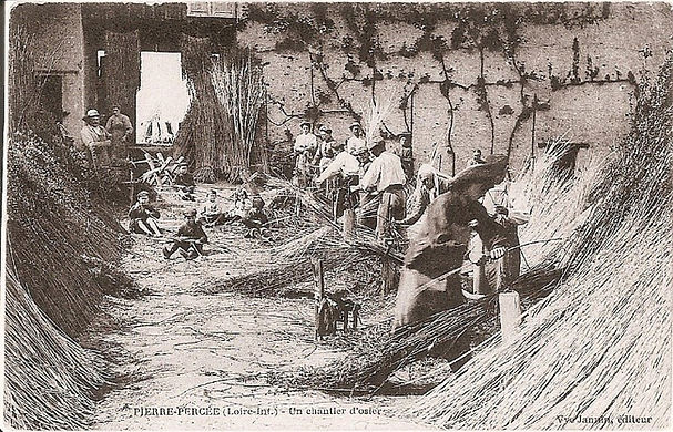 Chantier d'osier à la Pierre Percée