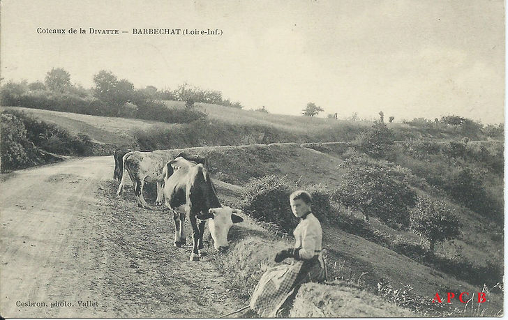 Barbechat gardienne de vaches sur la chaussée.