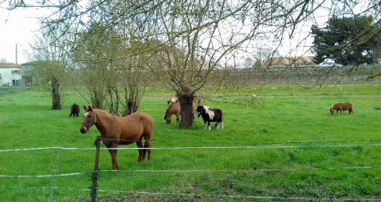 Chevaux et poneys entretiennent naturellement l'espace
